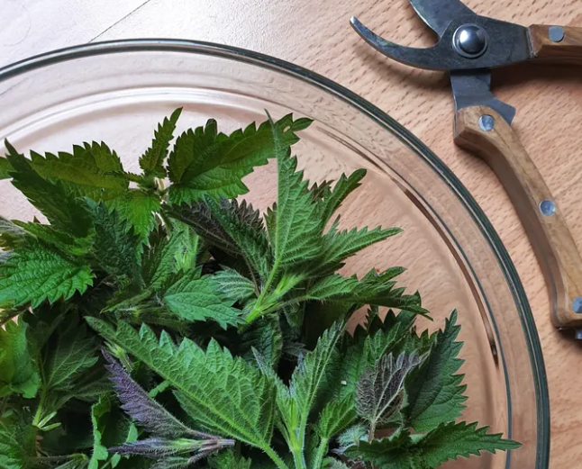 Could Nettles Be The Ultimate Superfood?