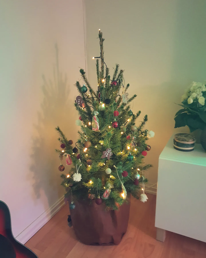 potted christmas tree