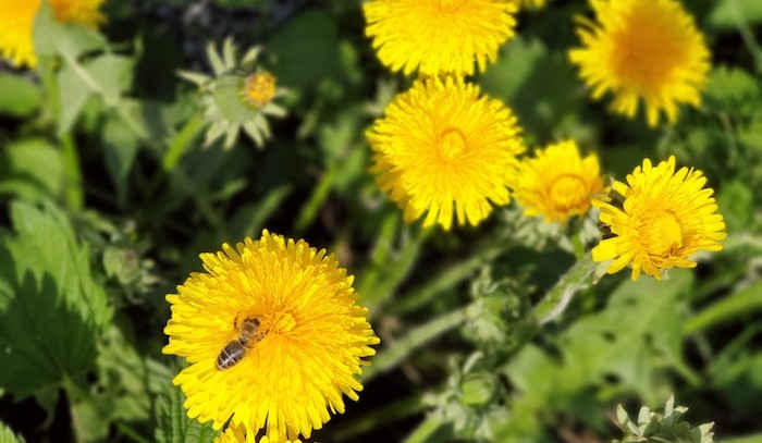 Why you should eat dandelions