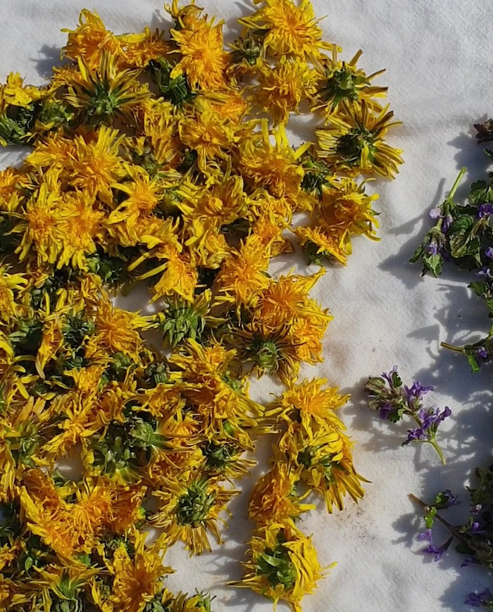 dandelion
