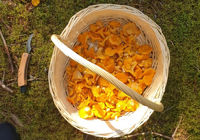 Getting Started with Mushroom Picking
